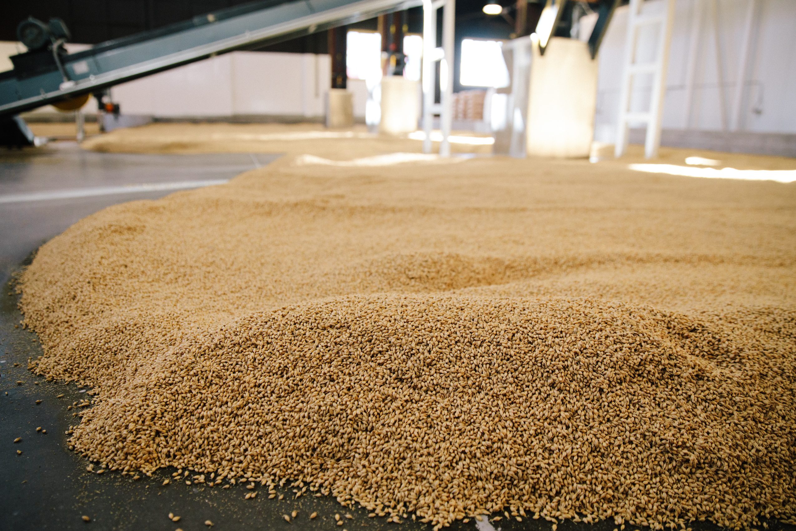 Floor malting barley at Admiral Maltings