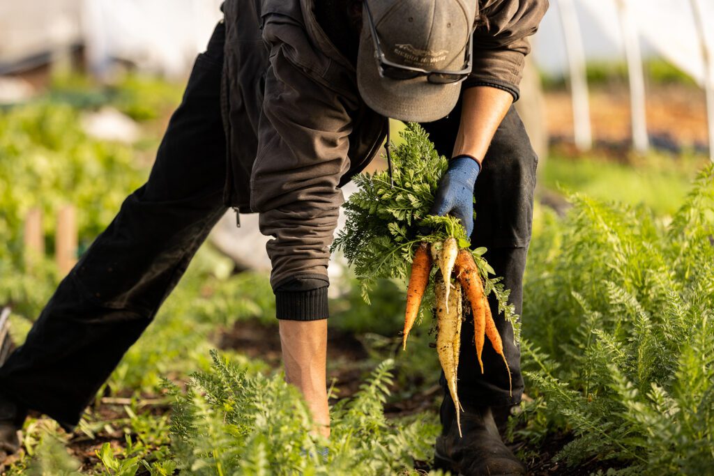 Young man harvesting carrots in the garden at Sierra Nevada Brewing Co.